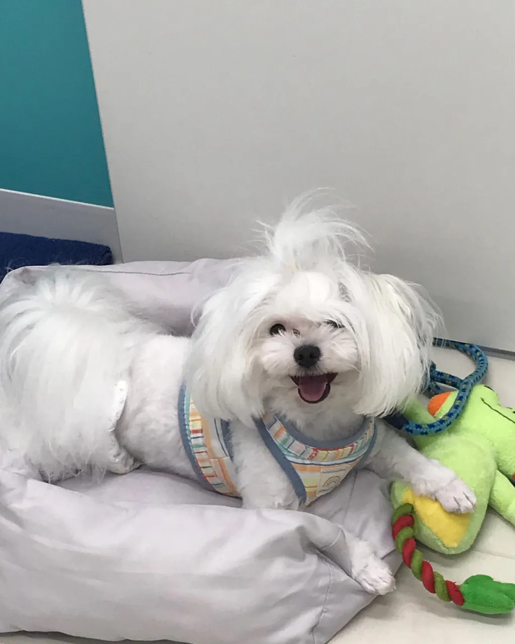 【ペットホテル　犬ちゃん】