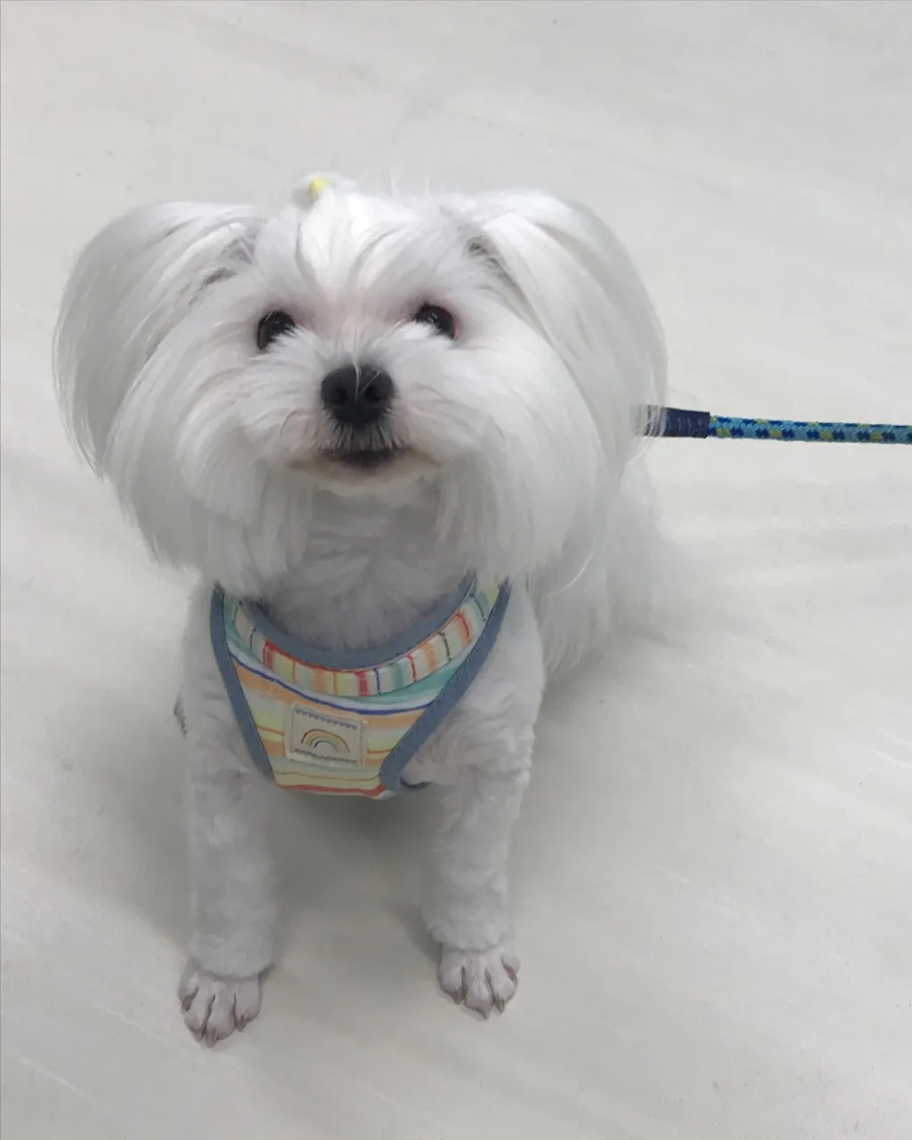 【ペットホテル　犬ちゃん】