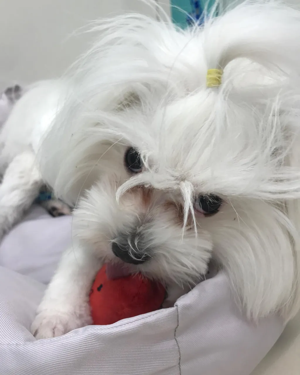 【ペットホテル　犬ちゃん】