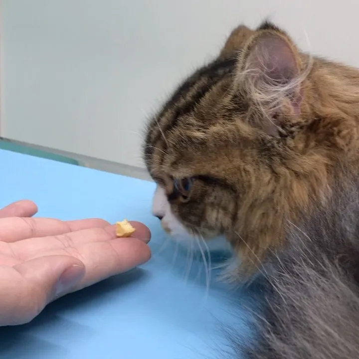 猫の去勢手術なら茨木市のゆうり動物病院